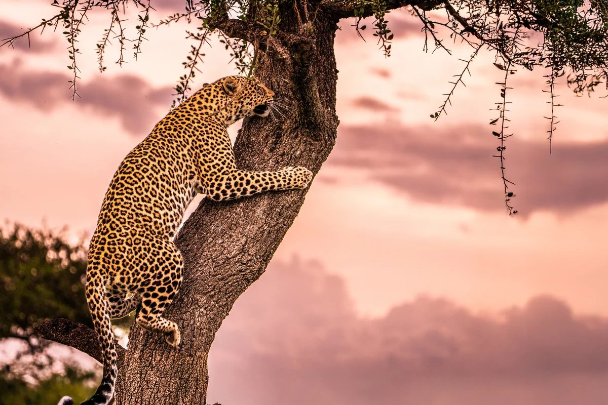 A leopard descending a leadwood tree at dusk in Sabi Sands, the animal Jonas and his team protect