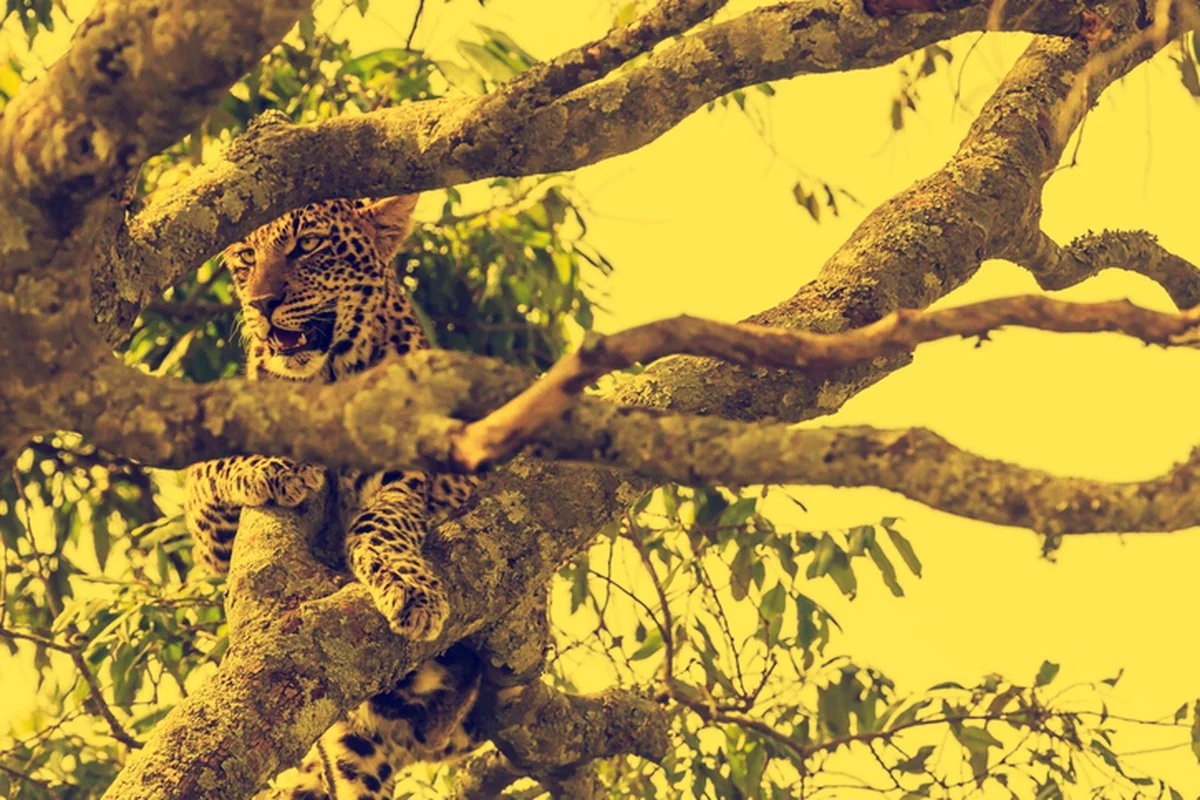 Leopards resting in a tree in the Sabi Sand, the next generation of a documented lineage