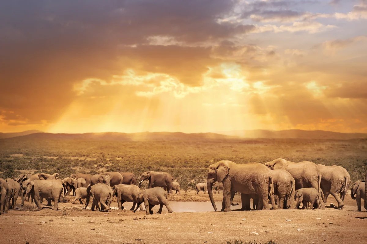 A herd of elephants crossing golden-lit plains, the vision of an expanding Greater Kruger conservation mosaic