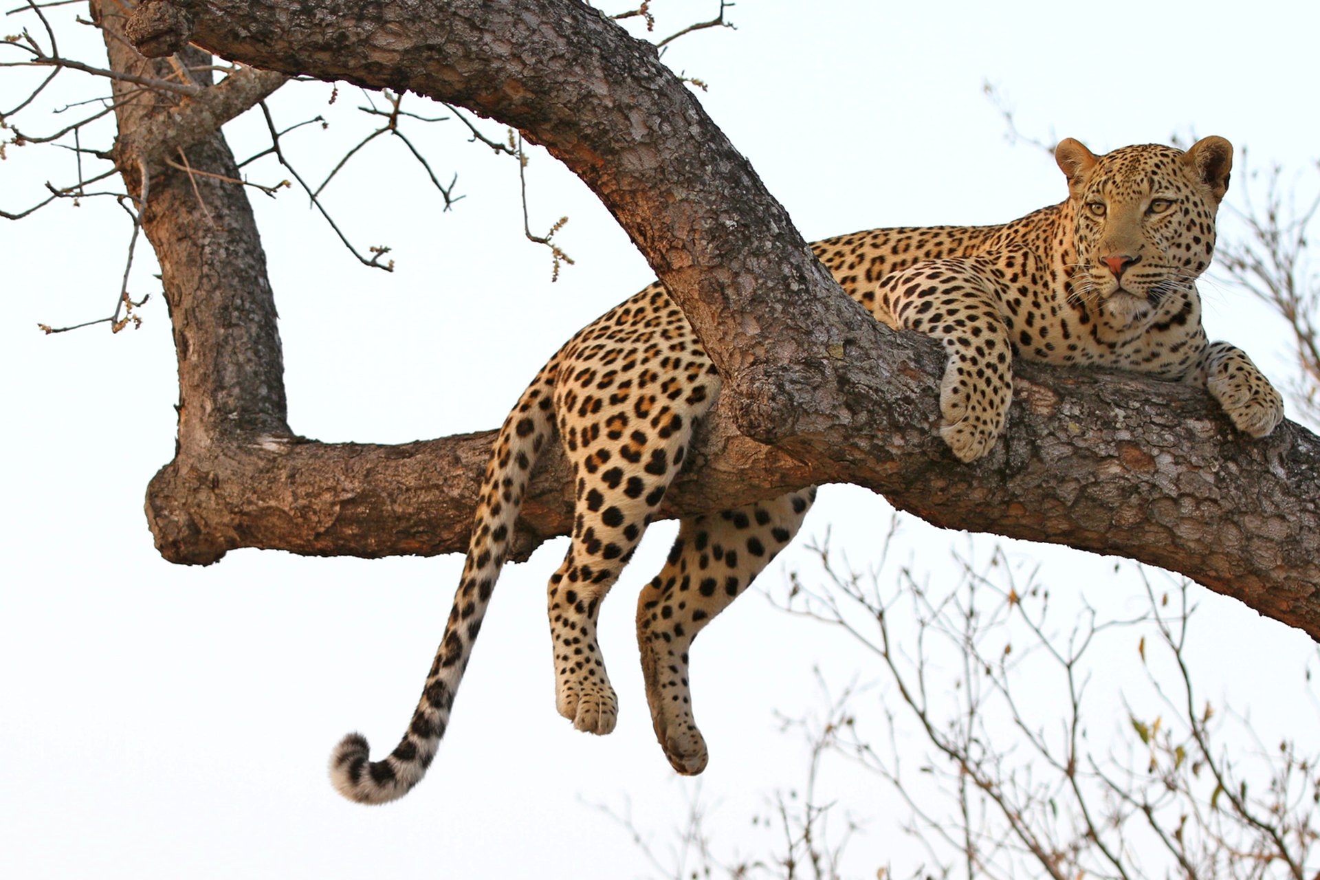 A leopard draped over a tree branch, surveying its territory in the late-afternoon light