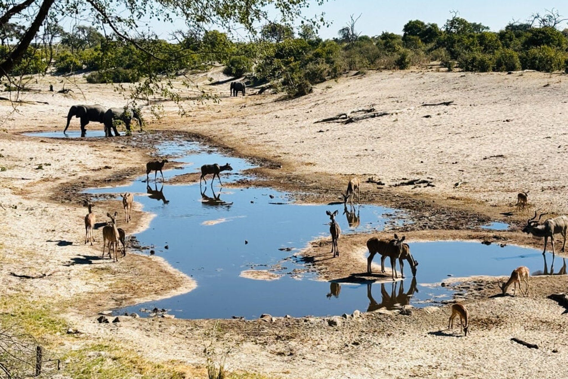 Wildlife gathering at a Sabi Sands waterhole