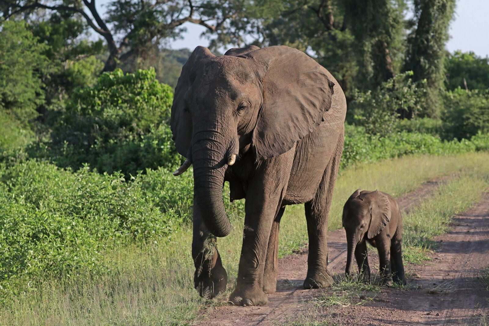 An elephant mother standing protectively over her calf