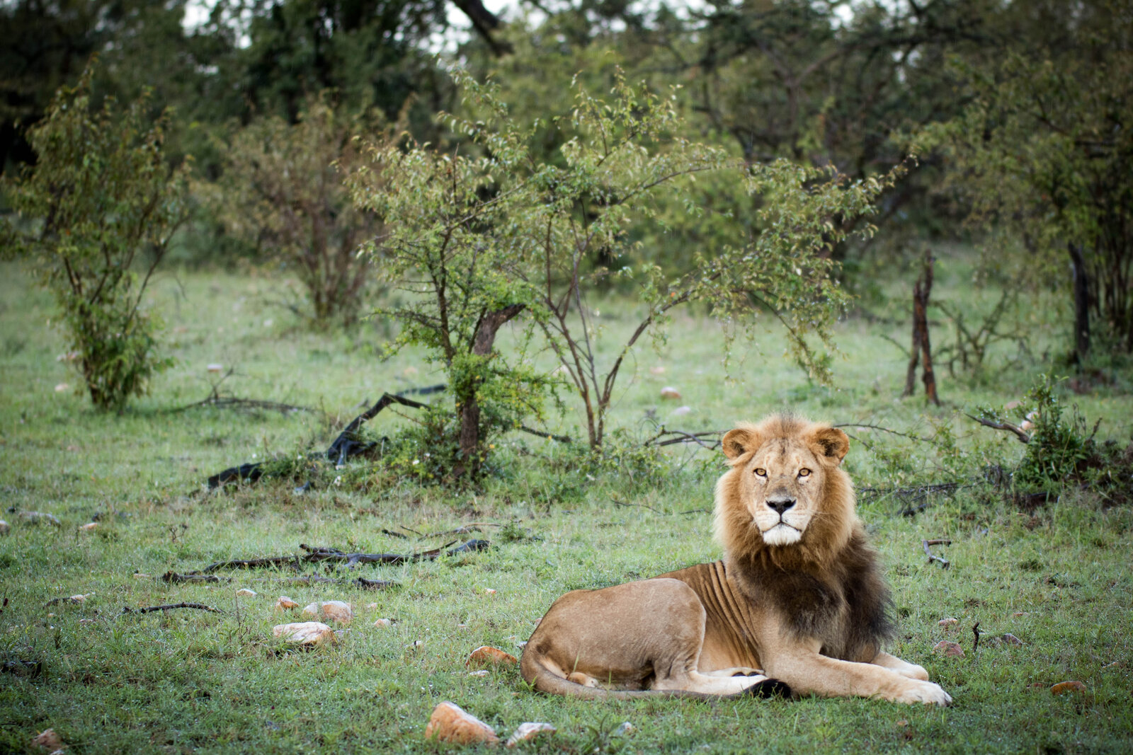 A male lion resting undisturbed as a safari vehicle watches quietly