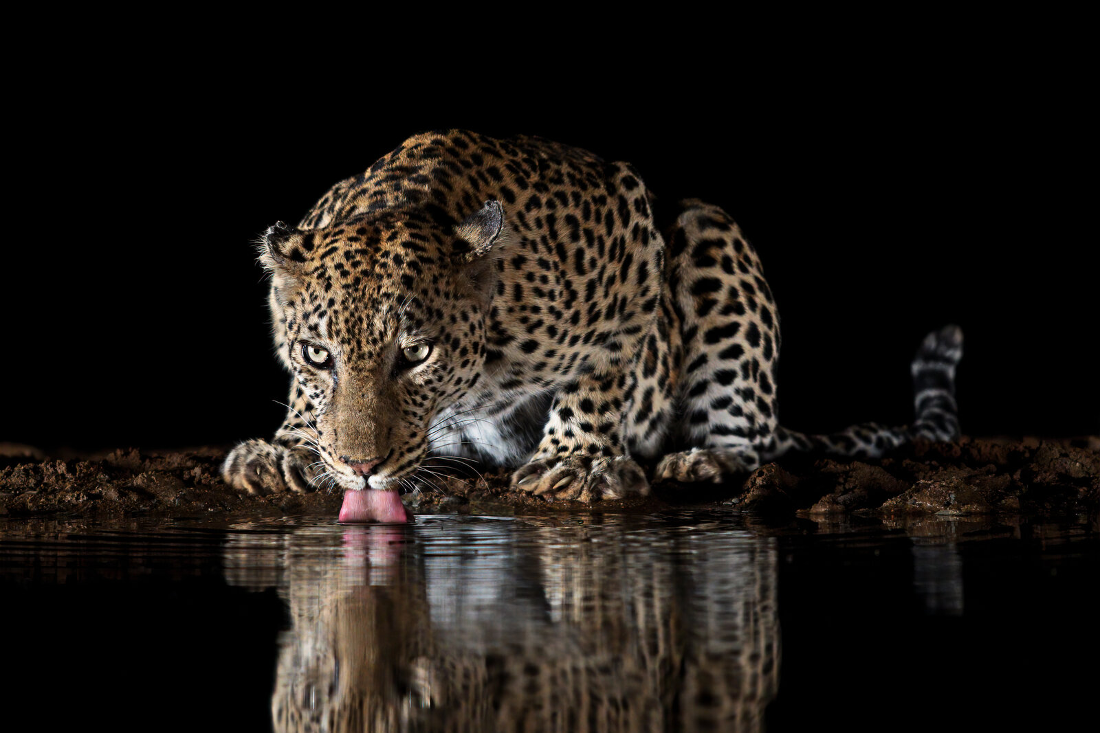 A leopard drinking at a waterhole at dusk