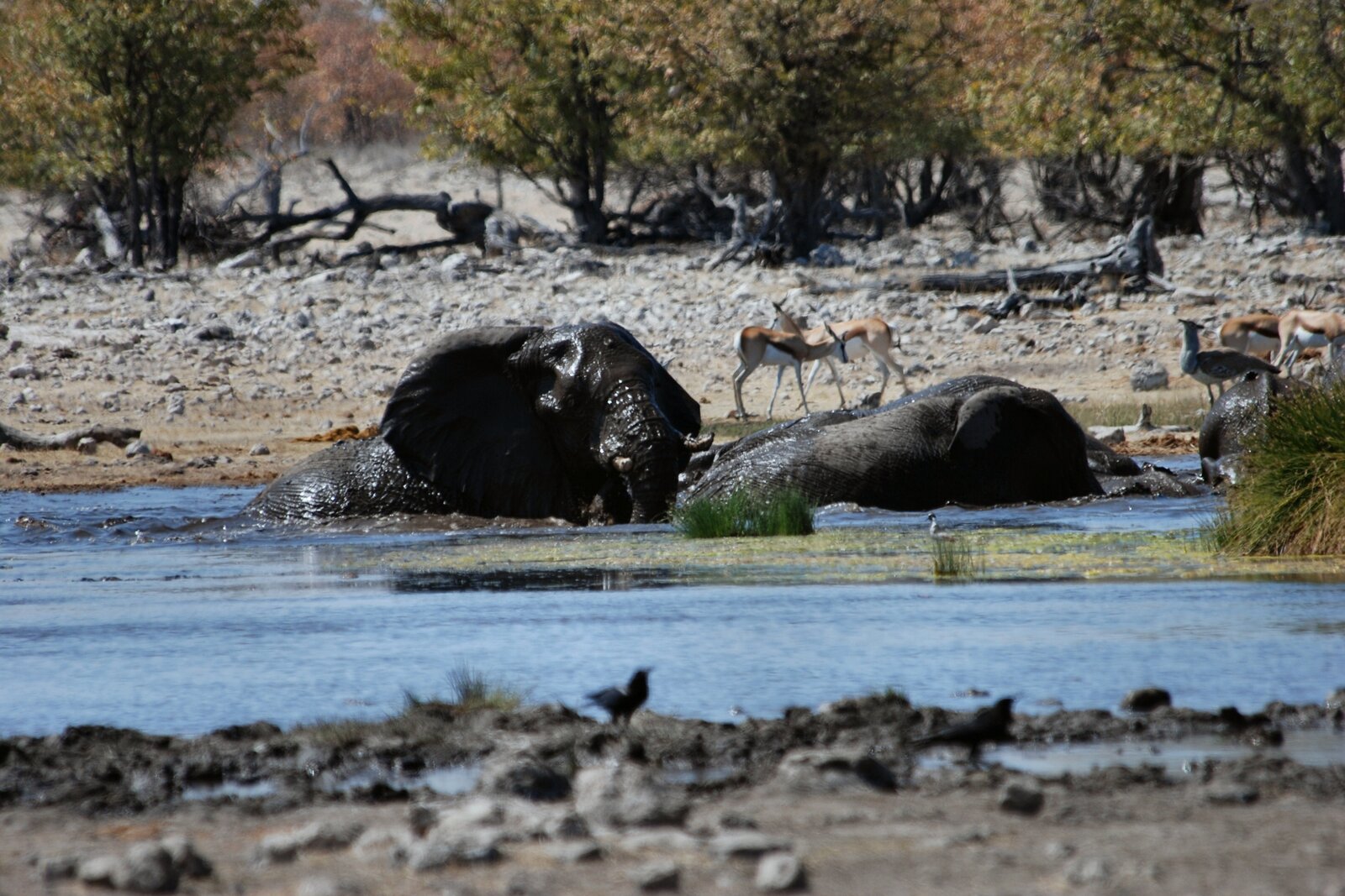 A herd of elephants bathing and drinking at a waterhole