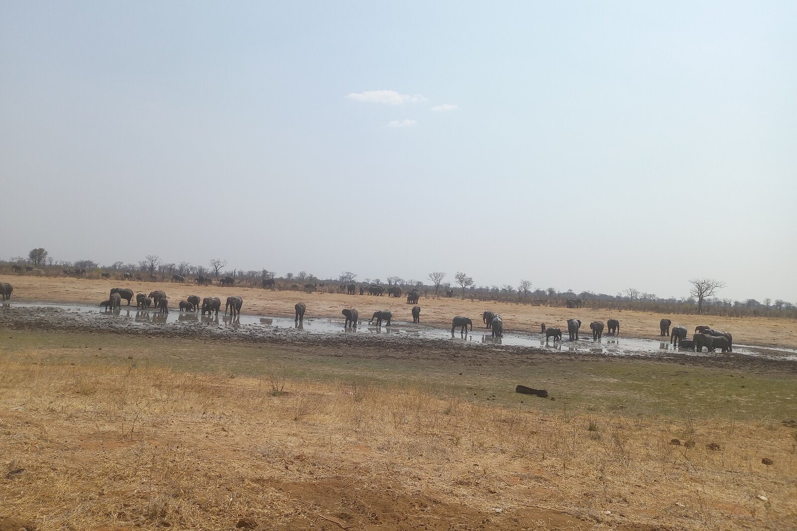 Assorted wildlife gathered at a water point on the plains during a game drive