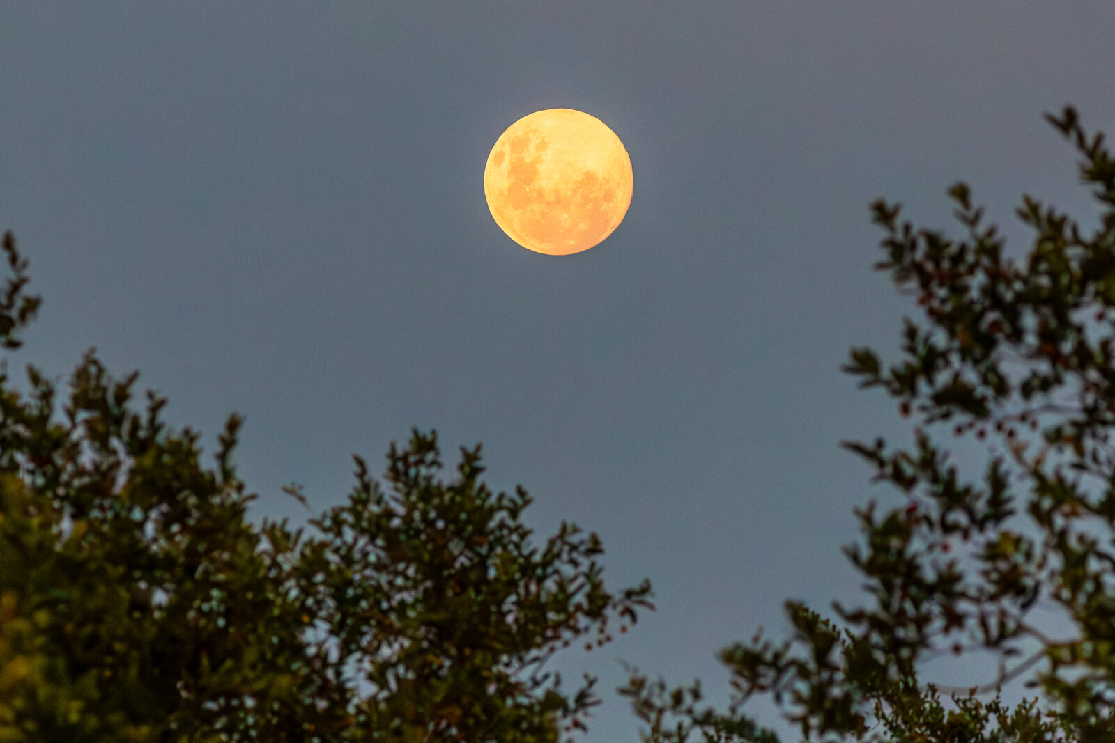 A full moon rising over the silhouetted African bush