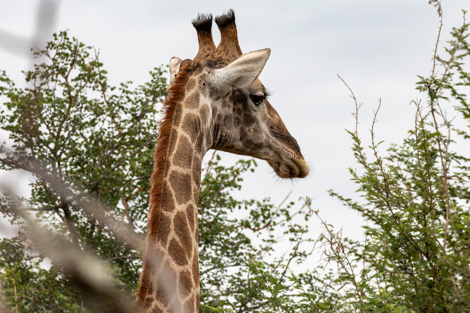 A giraffe browsing the canopy of an acacia tree