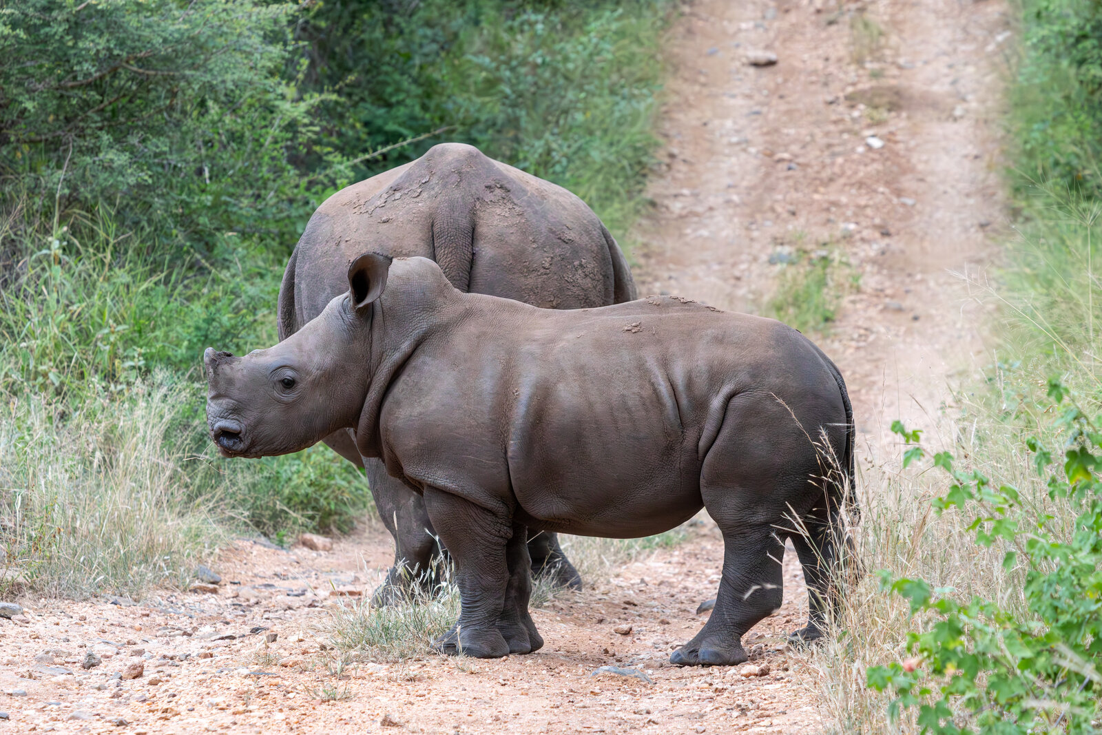 Two white rhinos grazing in open grassland