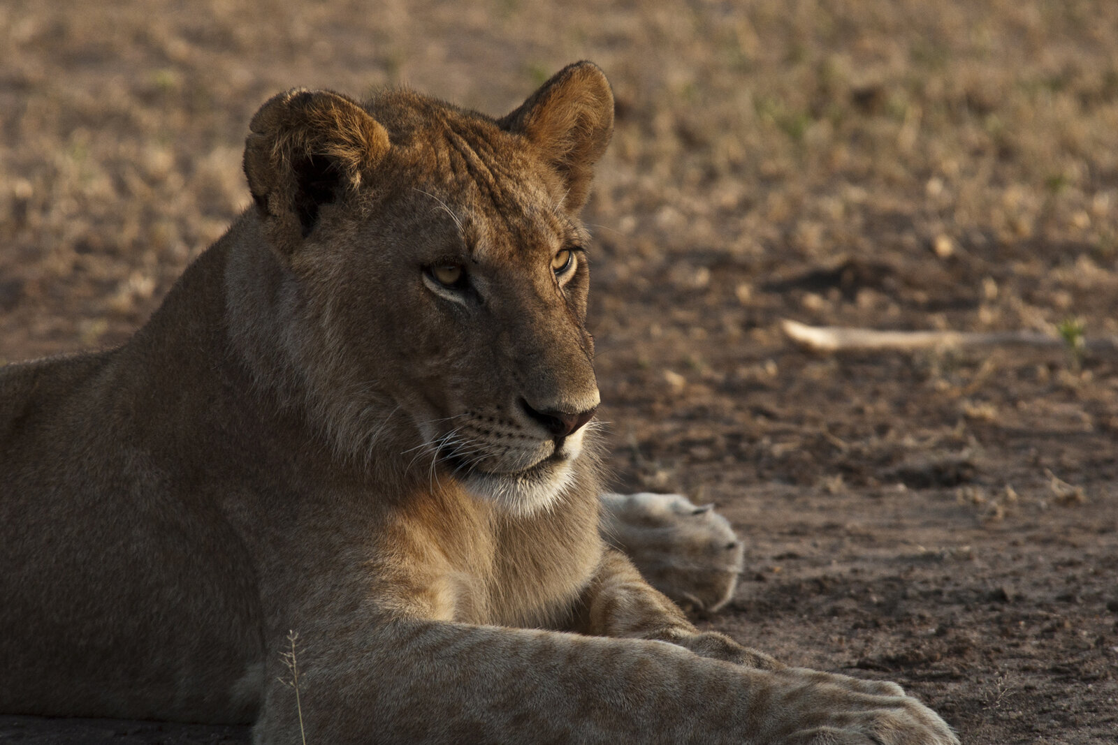 Wildlife at close range on a private safari reserve at golden hour