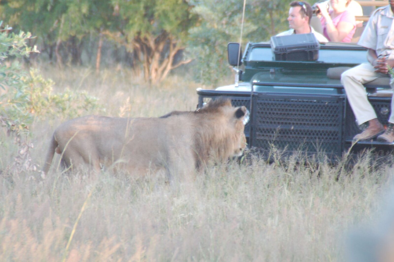 An open game viewer parked beside a resting lion at close range