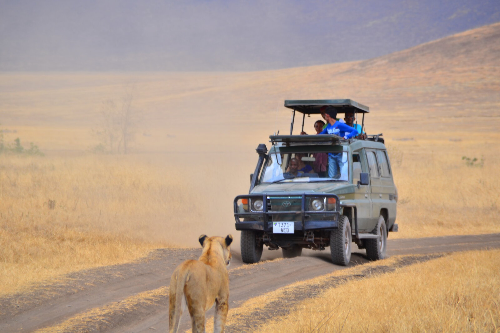 An open Land Cruiser following a lioness along a bush track at close range