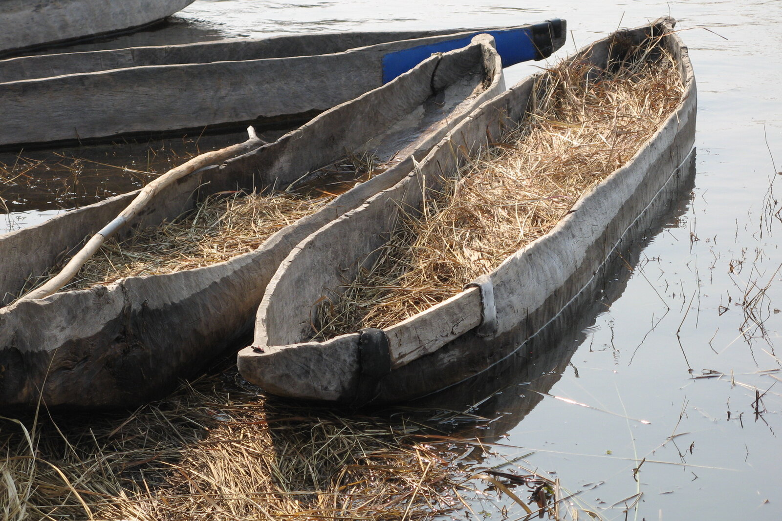 Traditional mokoro dugout canoes gliding through the channels of the Okavango Delta