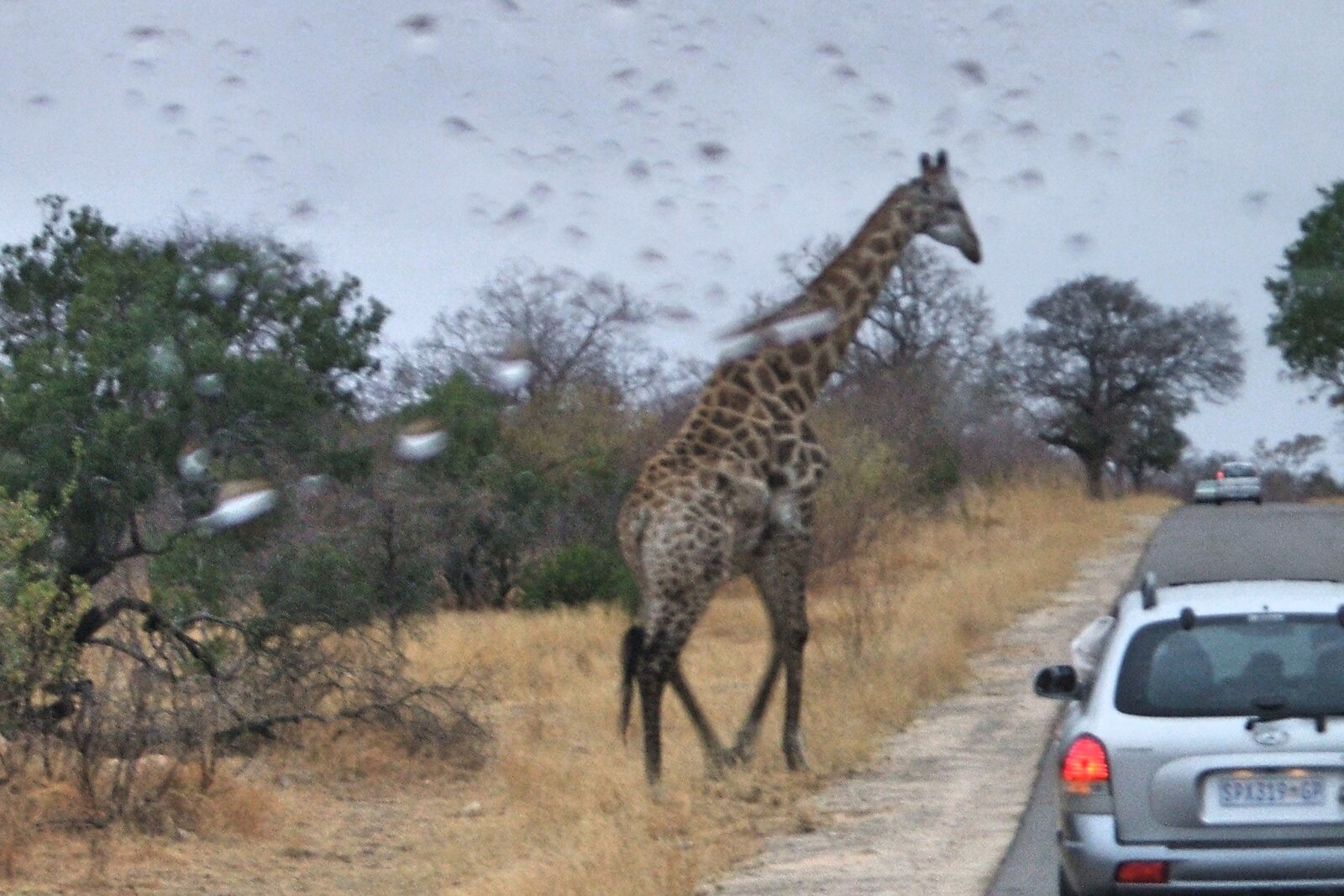 A giraffe crossing the track directly in front of a safari vehicle