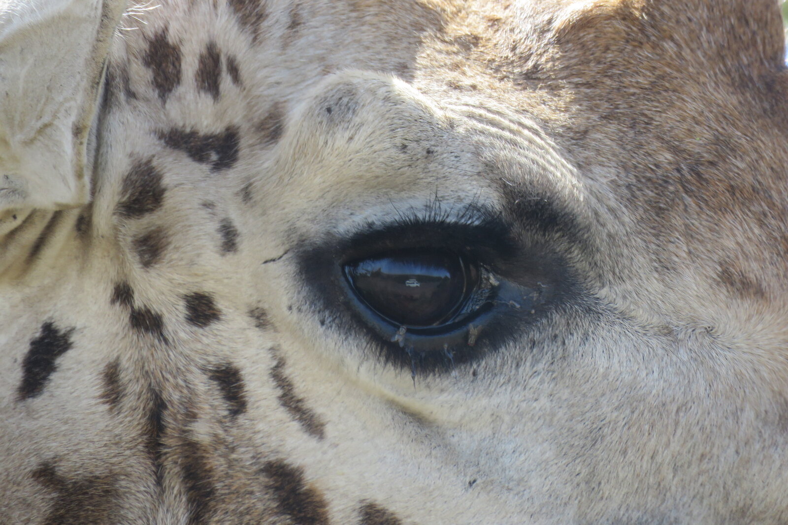A close-up of a giraffe's eye reflecting the shape of a nearby safari vehicle