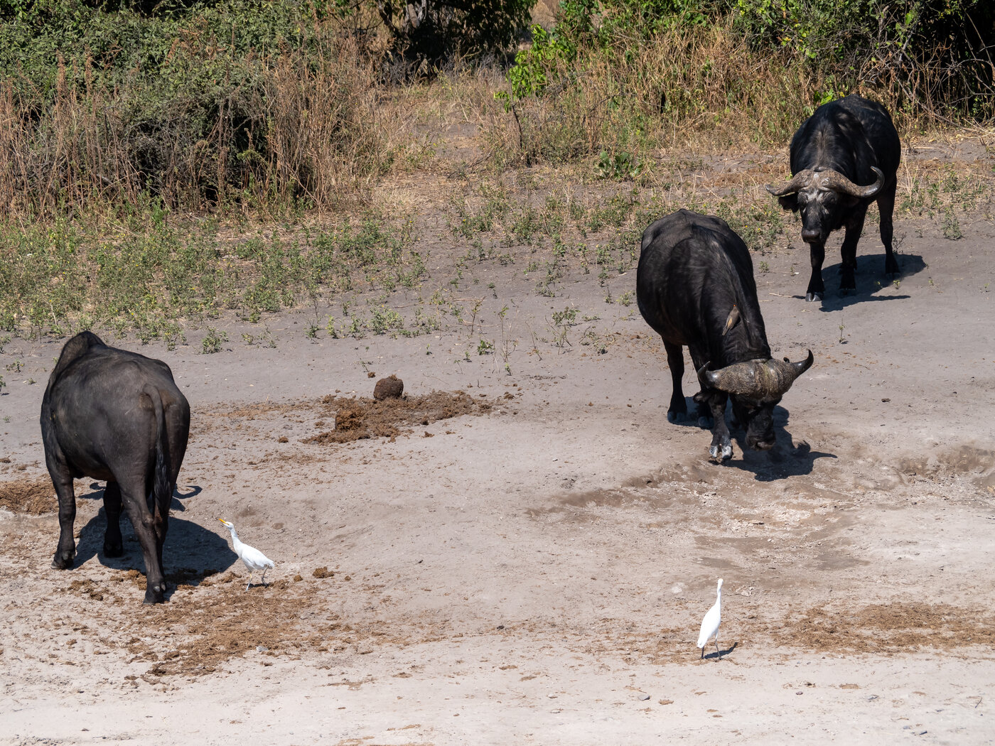 Vumbura Plains — Northern Okavango Delta private concession
