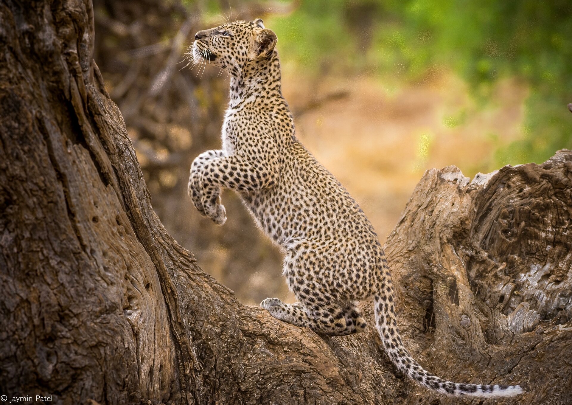 A leopard resting in the riverine forest of Samburu
