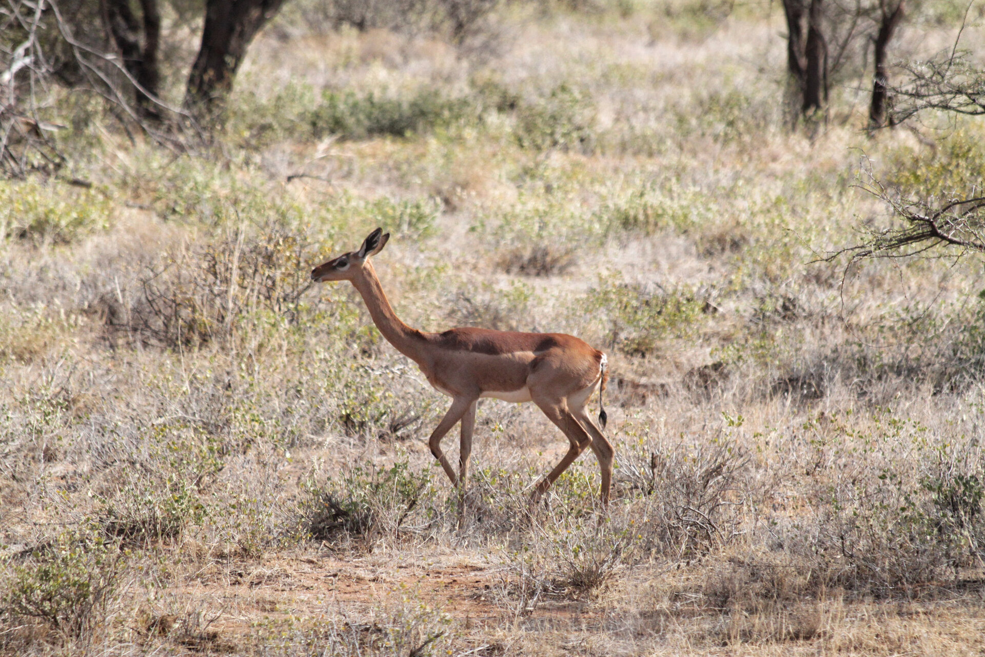 A gerenuk browsing on its hind legs in the Samburu scrub