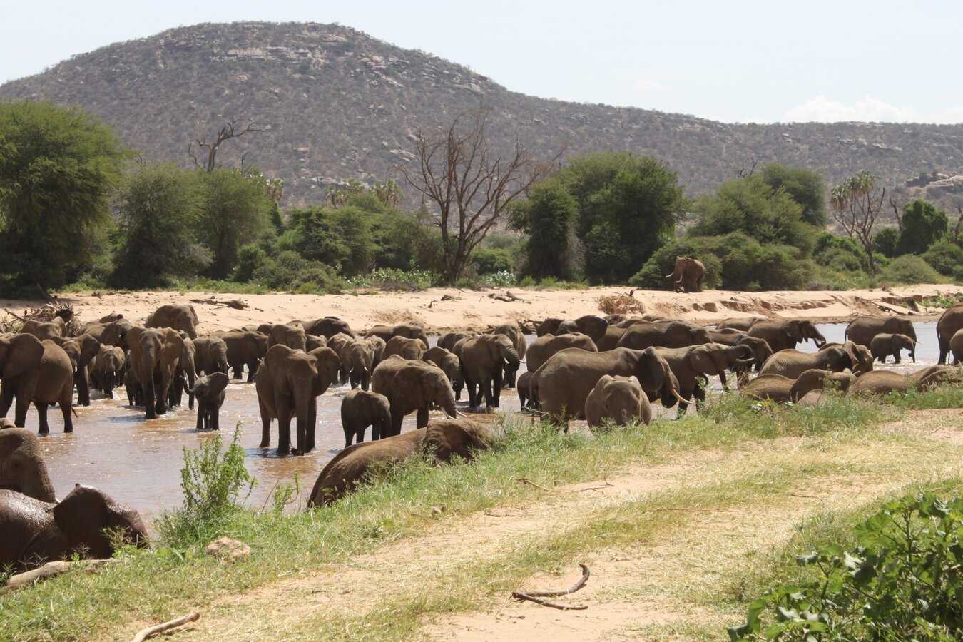 A big elephant herd at the Ewaso Ng'iro River in Samburu