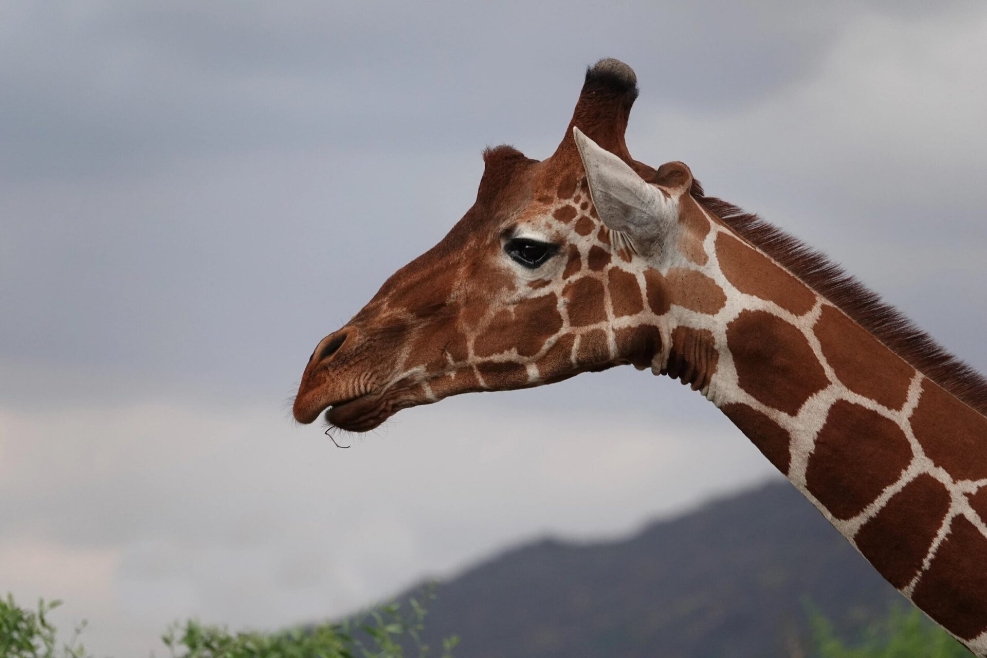 Wildlife in the Samburu National Reserve