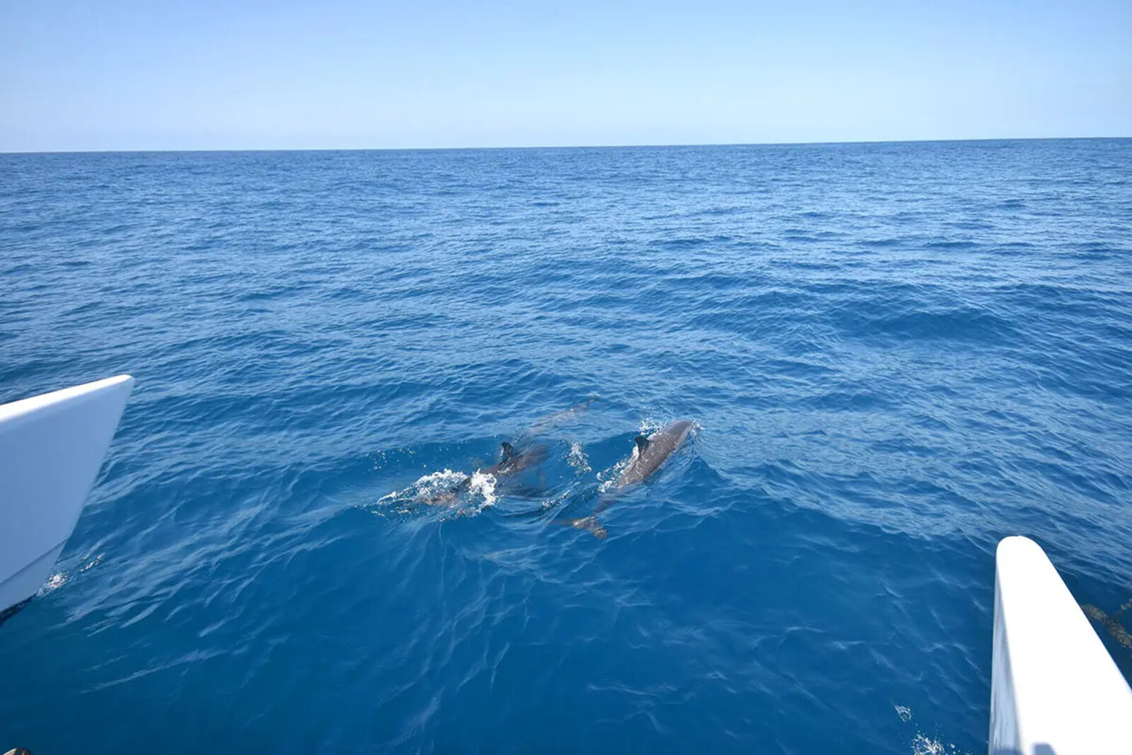 Dolphins in the turquoise water of the Bazaruto Archipelago near Vilanculos, Mozambique