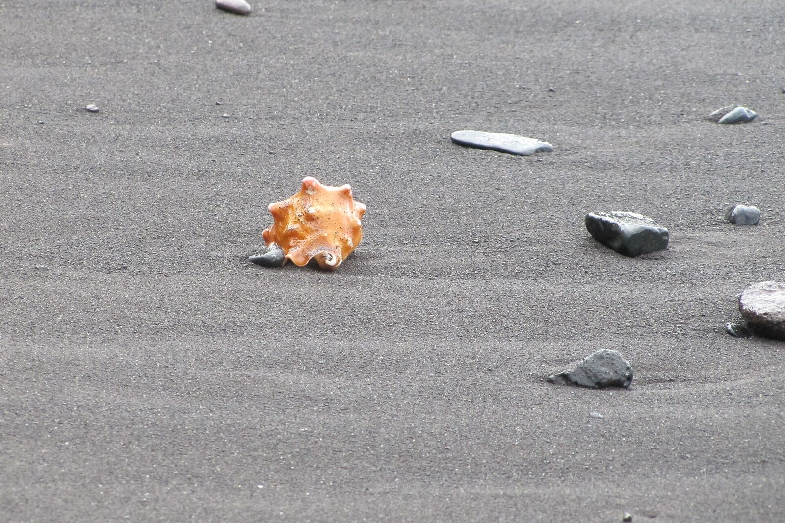 A seashell resting on the black volcanic sand of a beach in São Tomé