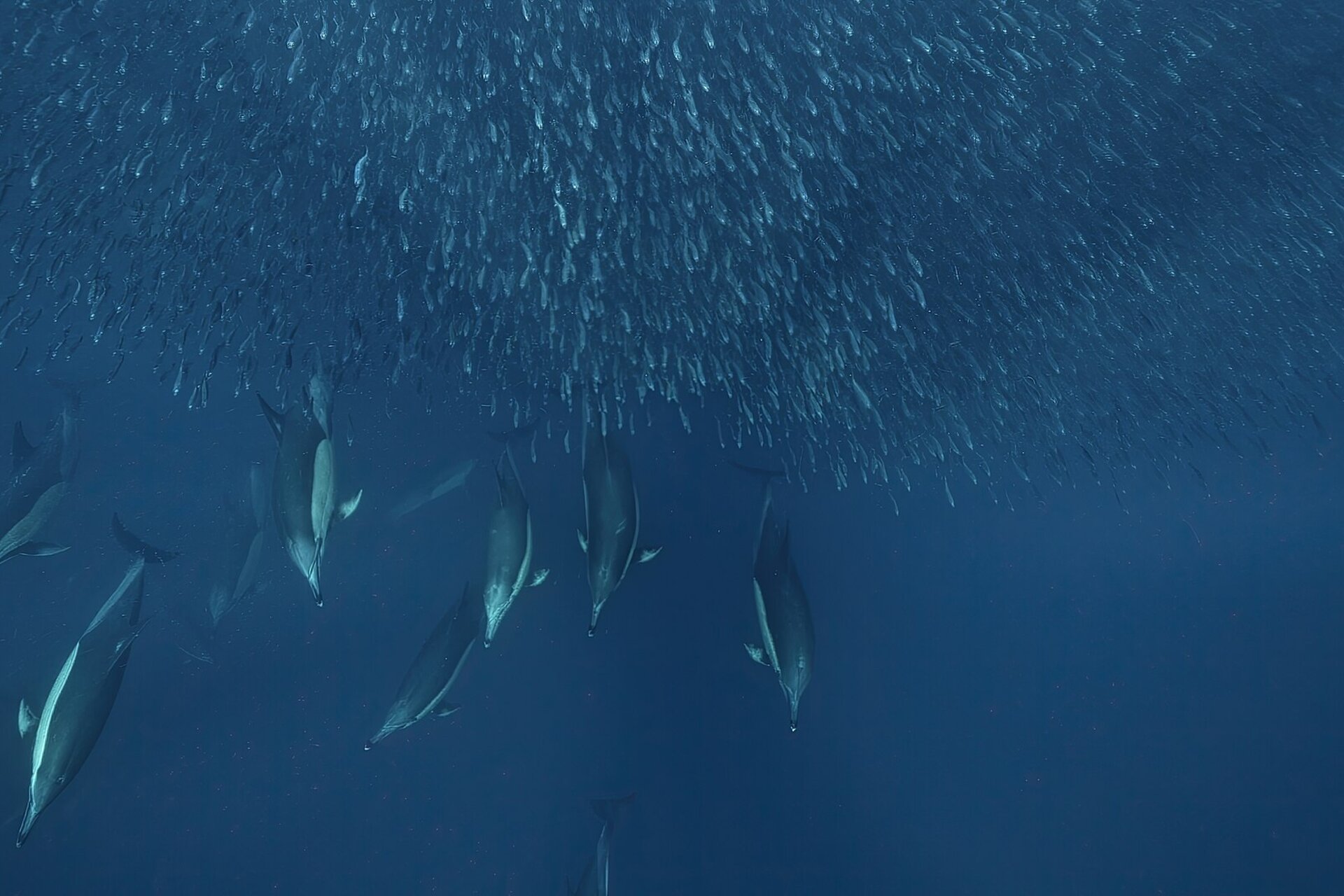 Dolphins hunting sardines underwater during the annual Sardine Run off South Africa's coast