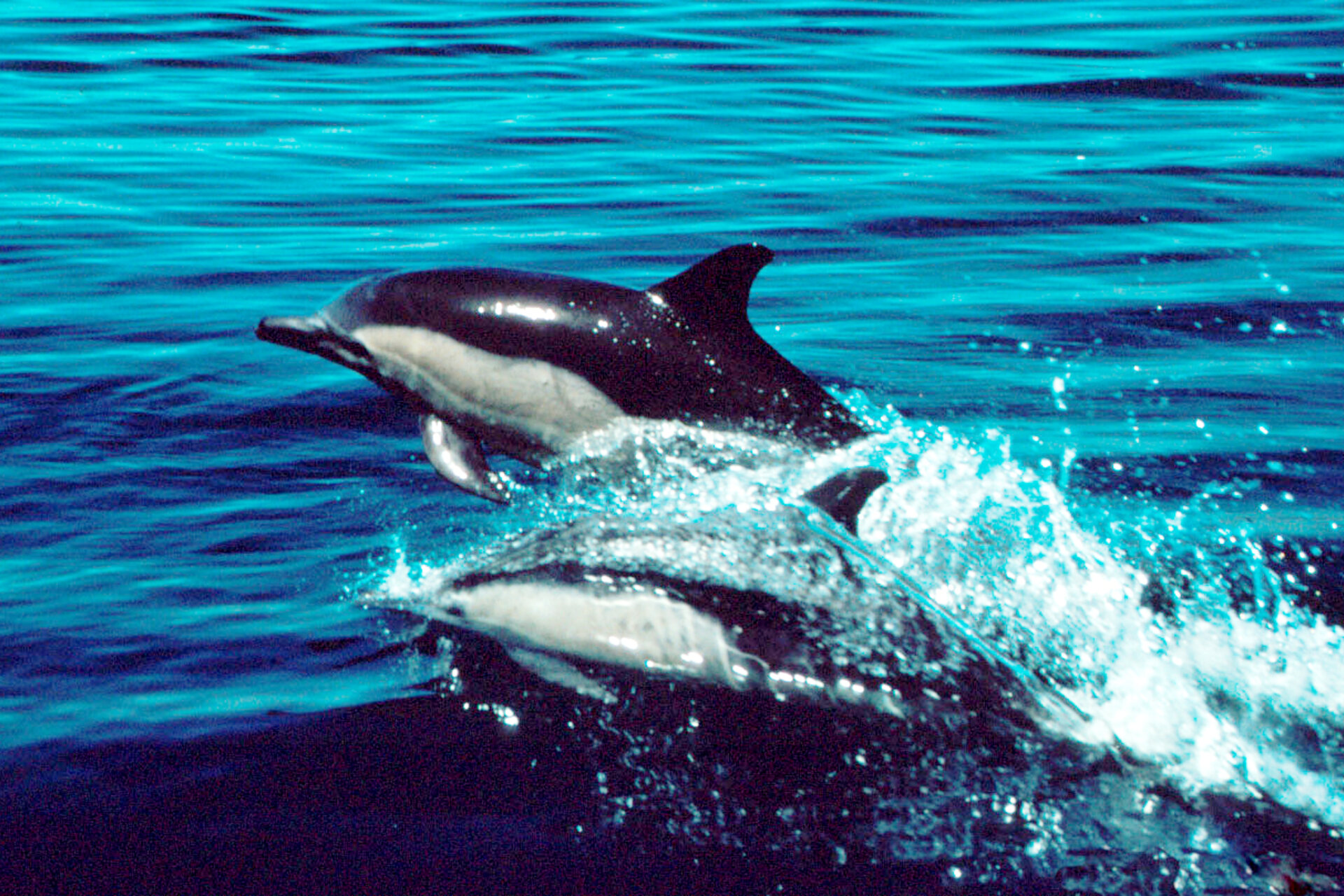 A pod of dolphins surging through the ocean during the Sardine Run