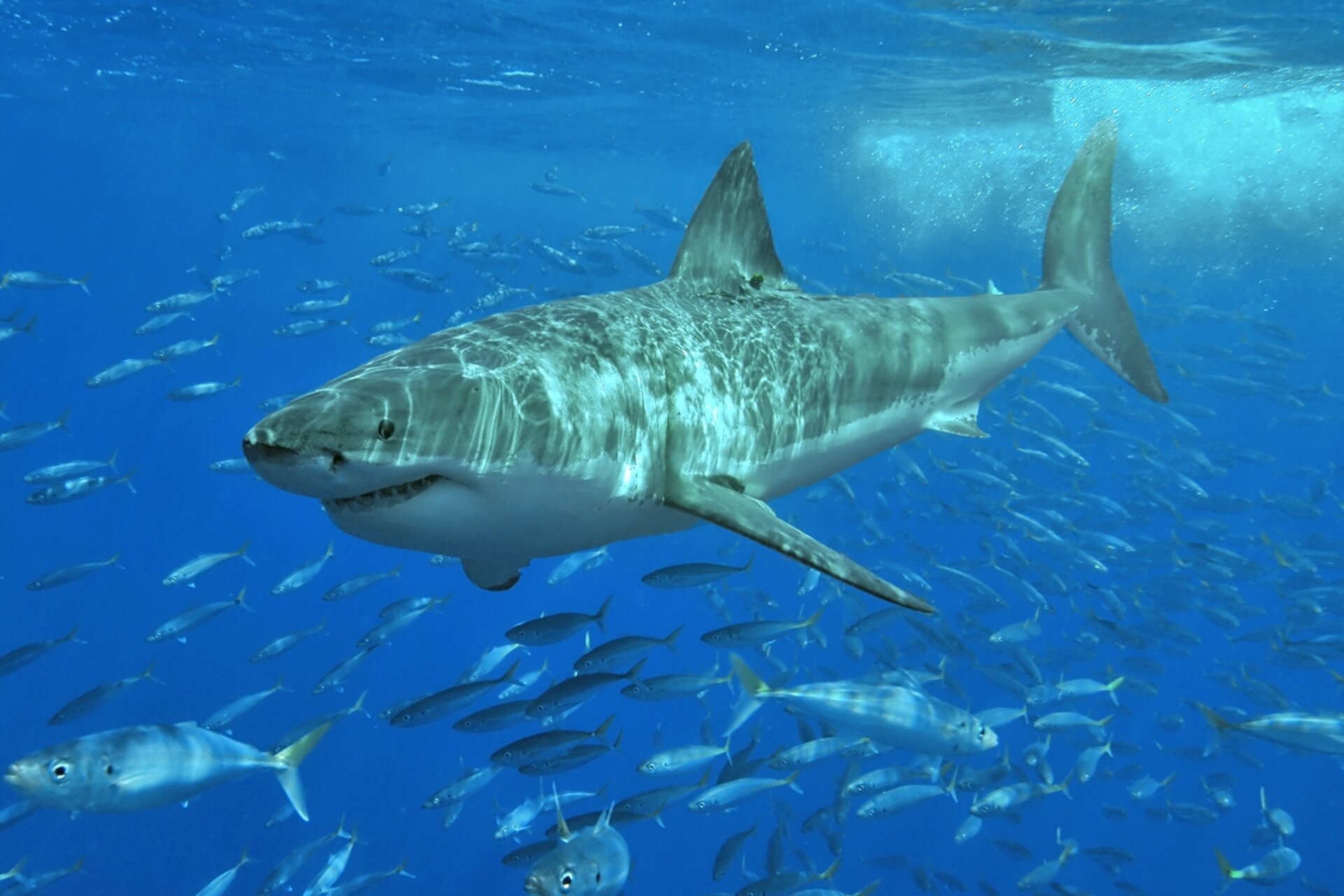 A shark patrols the sardine shoals during South Africa's Sardine Run