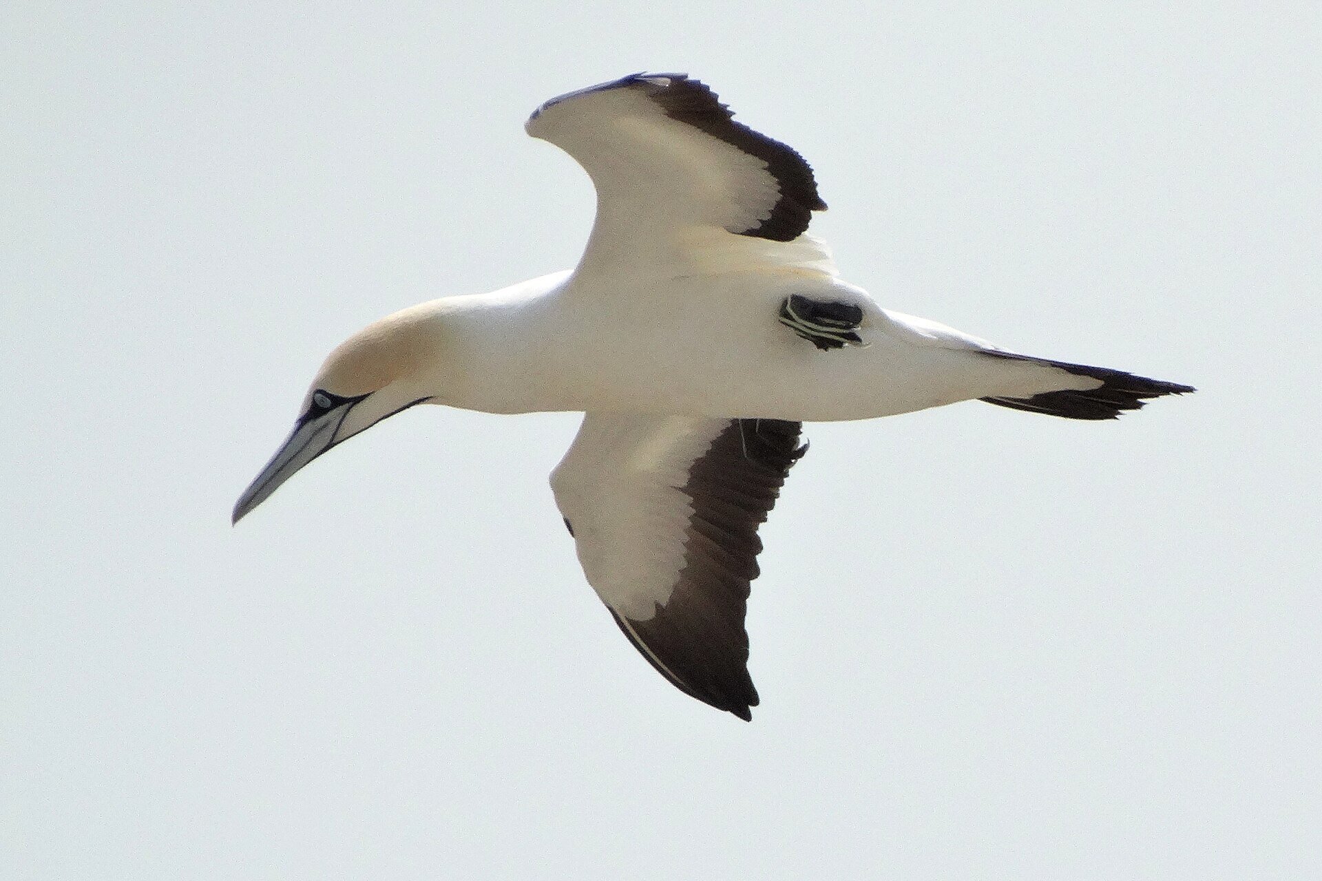 A Cape Gannet in flight over the ocean — the air force of the Sardine Run