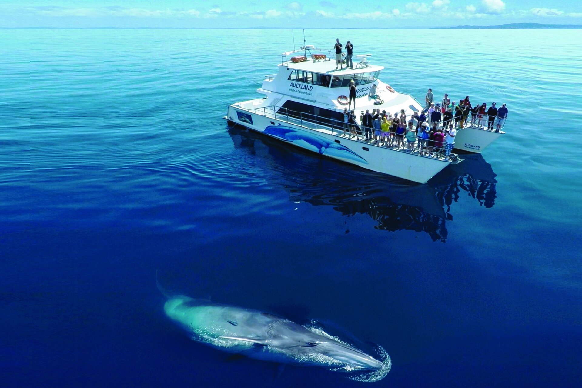 A Bryde's whale lunge-feeding through sardine shoals