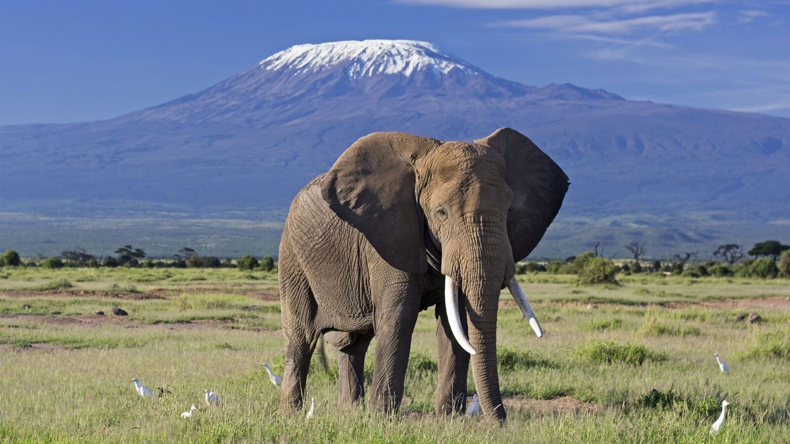 Elephant bull in front of Mount Kilimanjaro at Amboseli