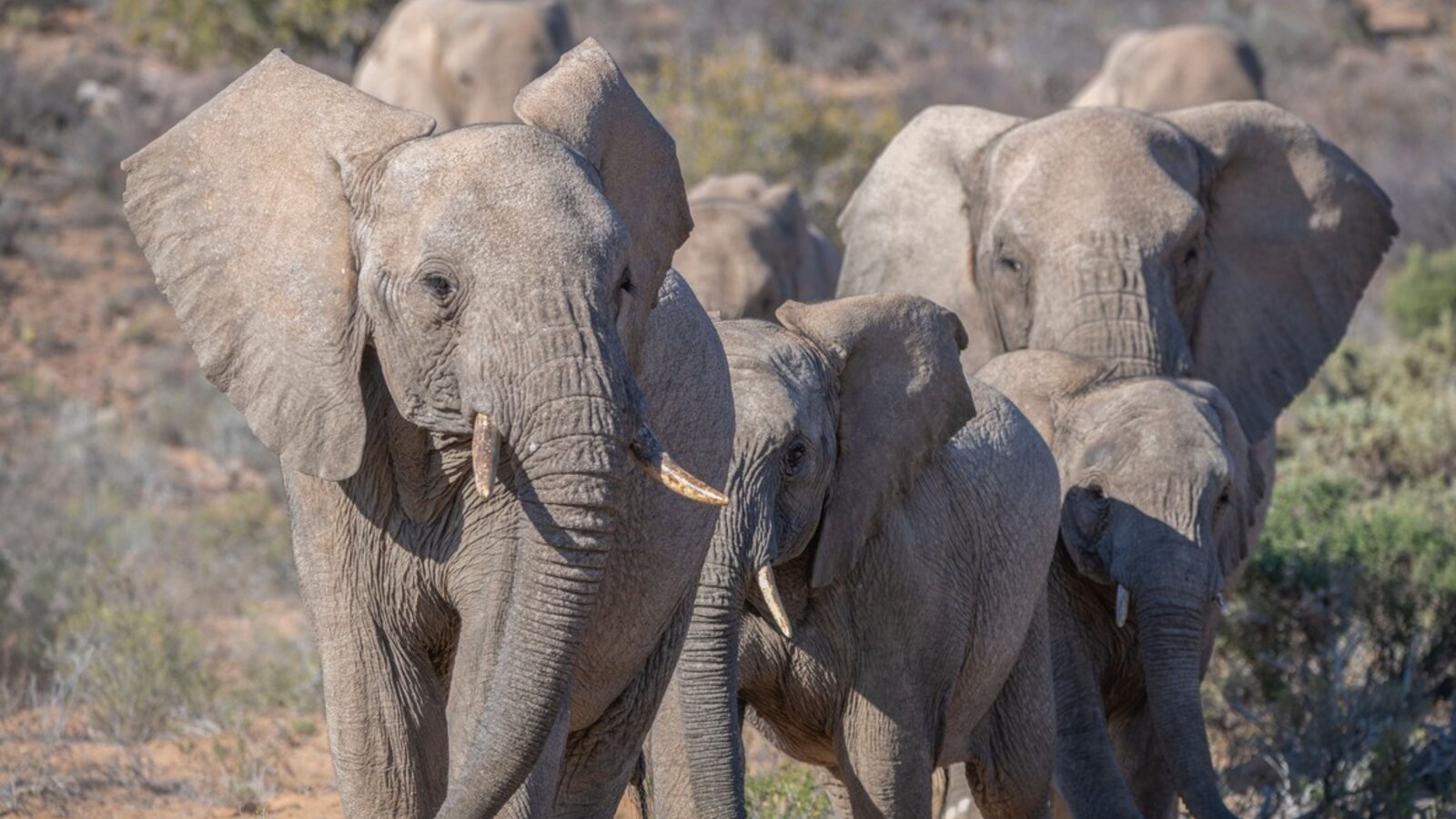 Elephants and Kilimanjaro landscape near Satao Elerai conservancy
