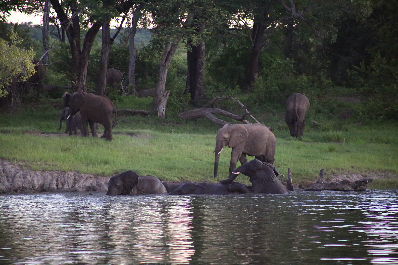 Elephants in the Chifungulu channel country