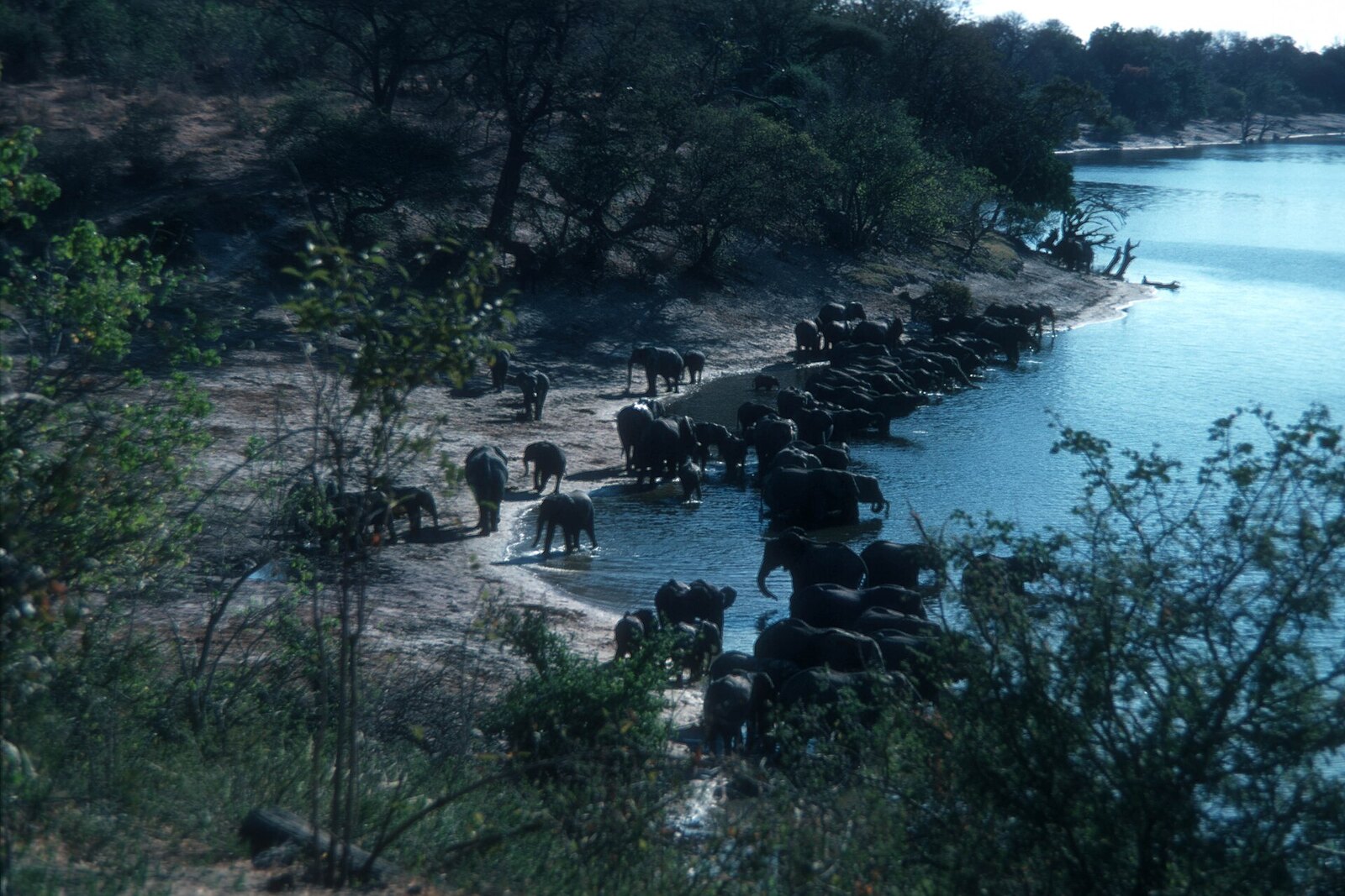 Savute Marsh at sunset, Chobe National Park, Botswana — Africa's predator paradise