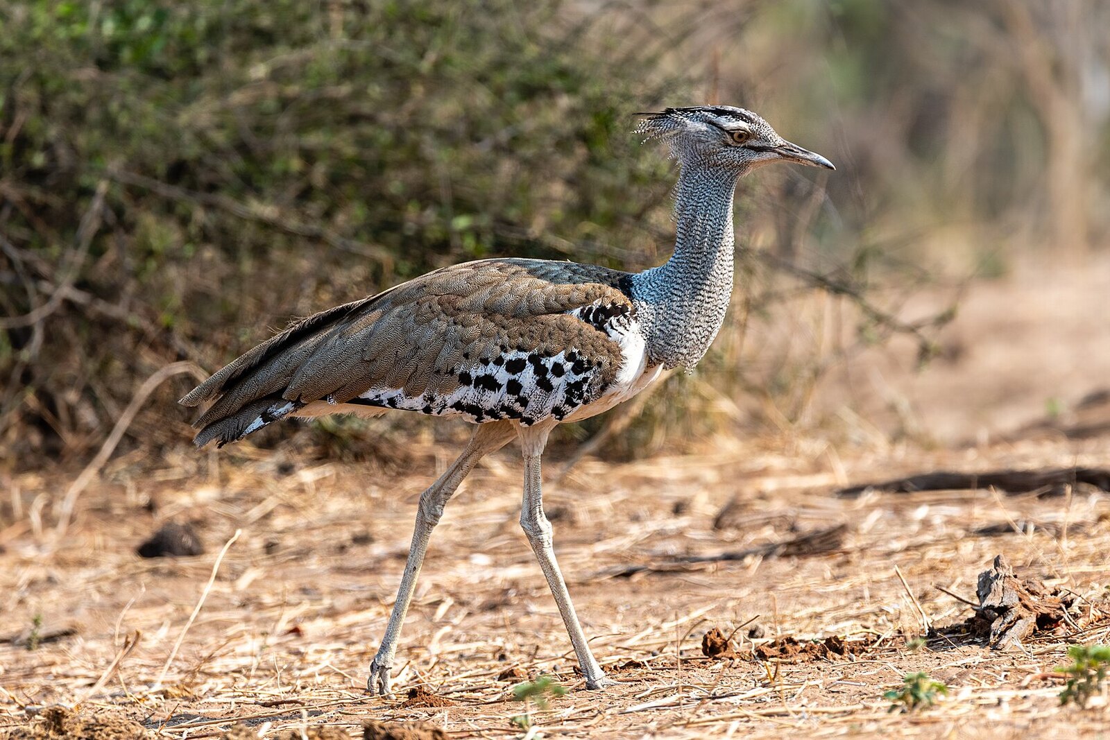 Savute Marsh wildlife — leopard in dry grasslands