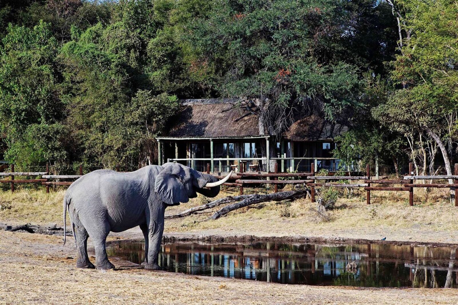 Savute Safari Lodge suite overlooking the marsh, Chobe National Park