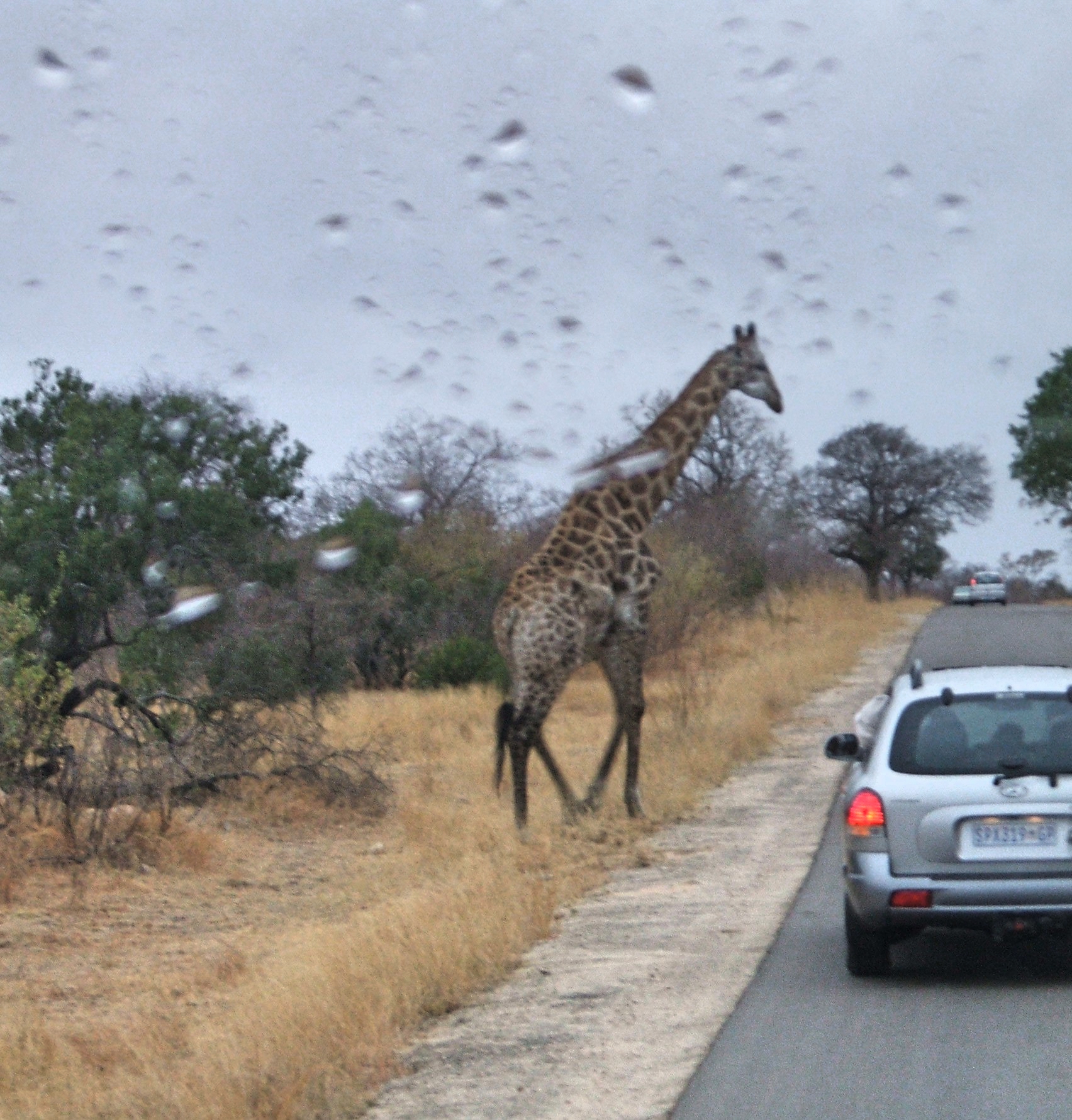 A giraffe crossing the road beside a car in a KwaZulu-Natal game reserve