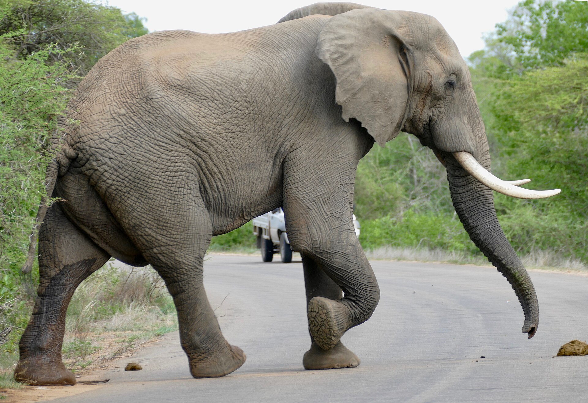 An elephant crossing a tarred road in front of a car in a KwaZulu-Natal reserve