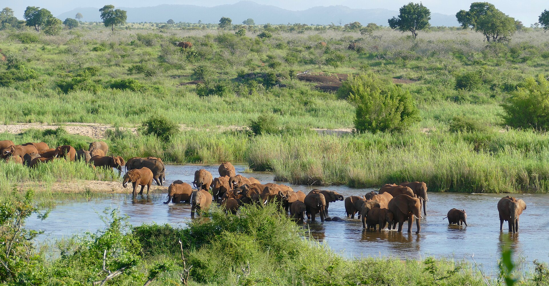 Elephants and buffalo gathered at a waterhole in a KwaZulu-Natal reserve