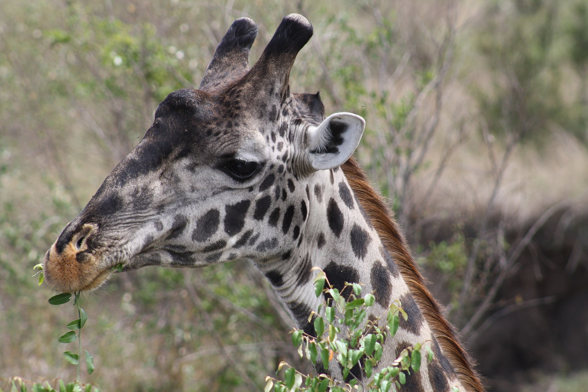 A giraffe browsing on foliage in a KwaZulu-Natal game reserve