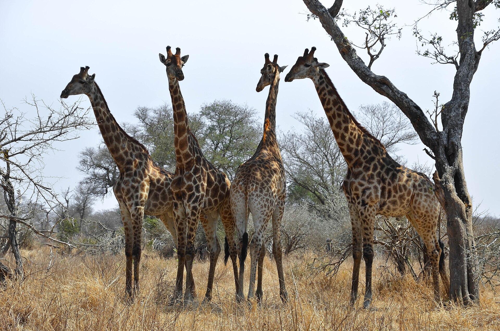 A tower of giraffes standing beneath trees in a KwaZulu-Natal reserve