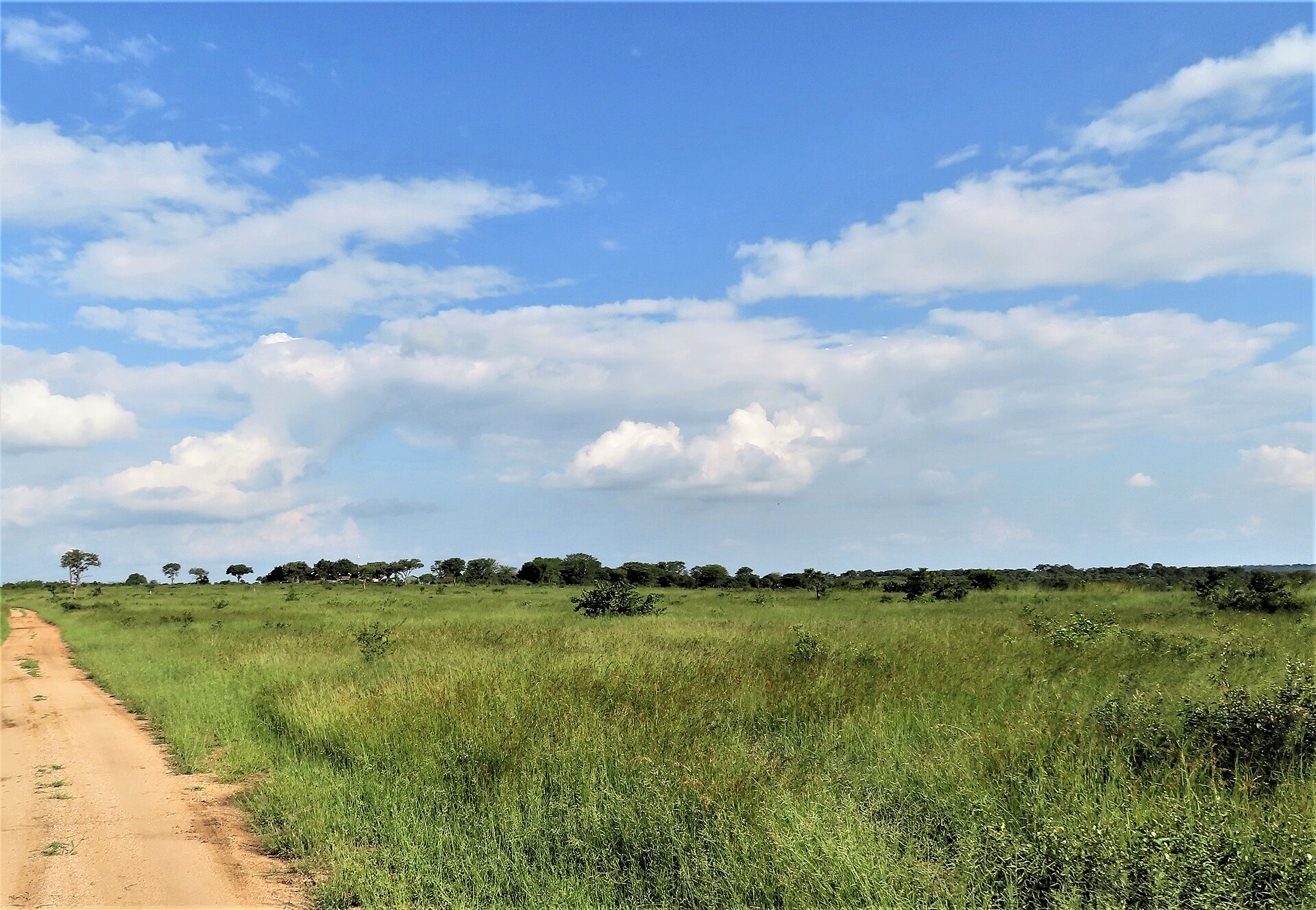 A gravel game-viewing road winding through the savanna in KwaZulu-Natal