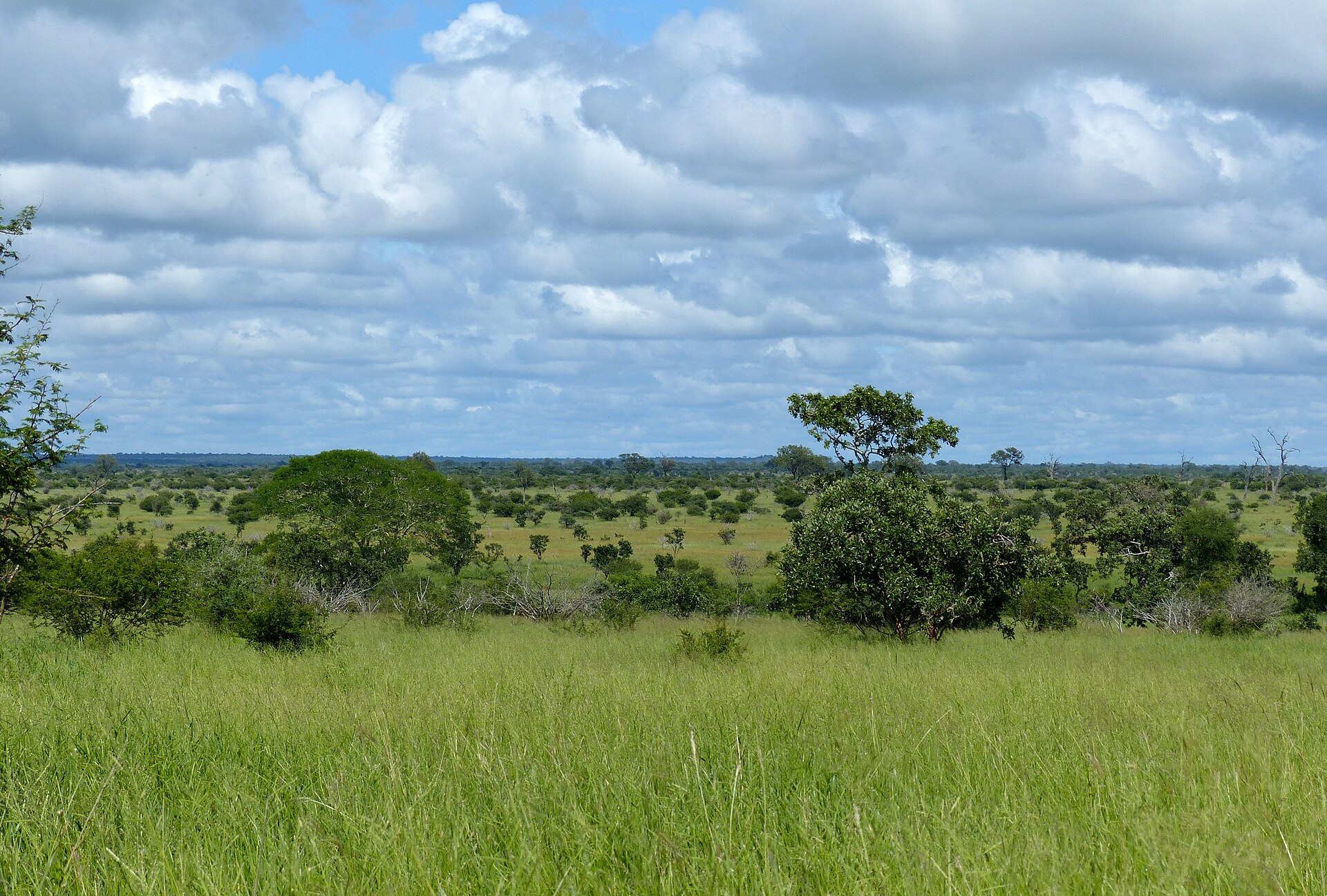 Open savanna landscape under a big sky in a KwaZulu-Natal game reserve