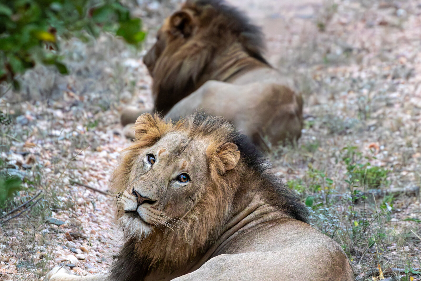 Lions resting beside the road