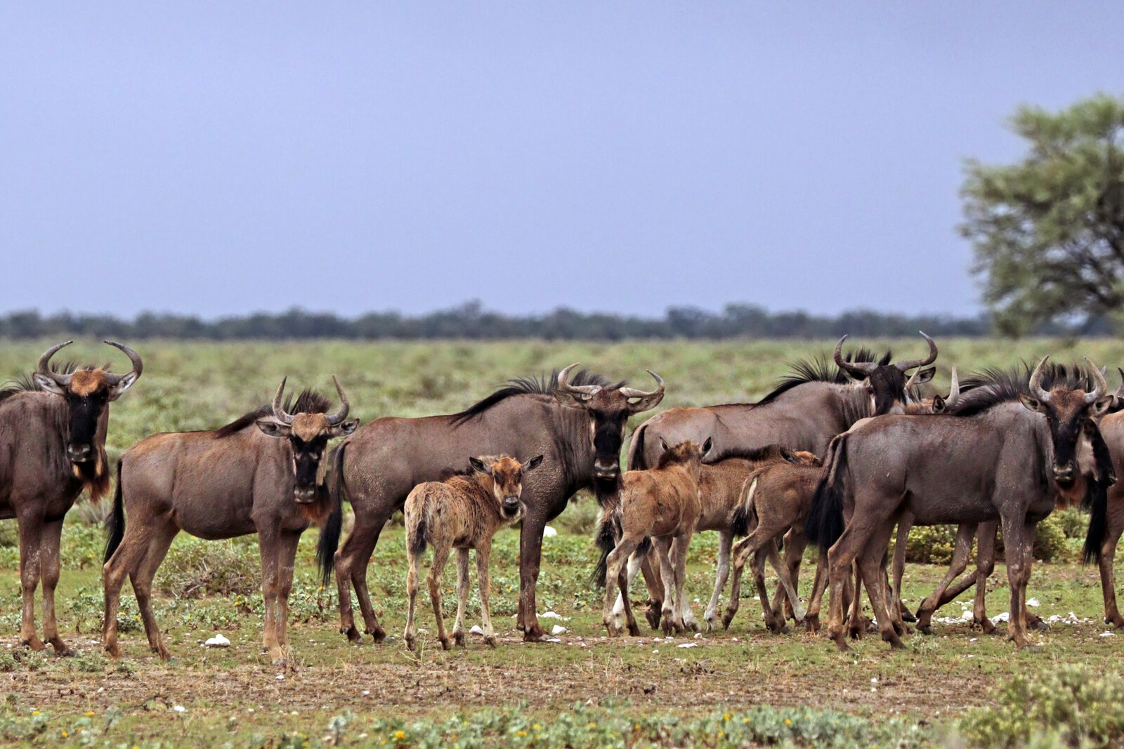 A newborn wildebeest calf standing beside its mother on green plains