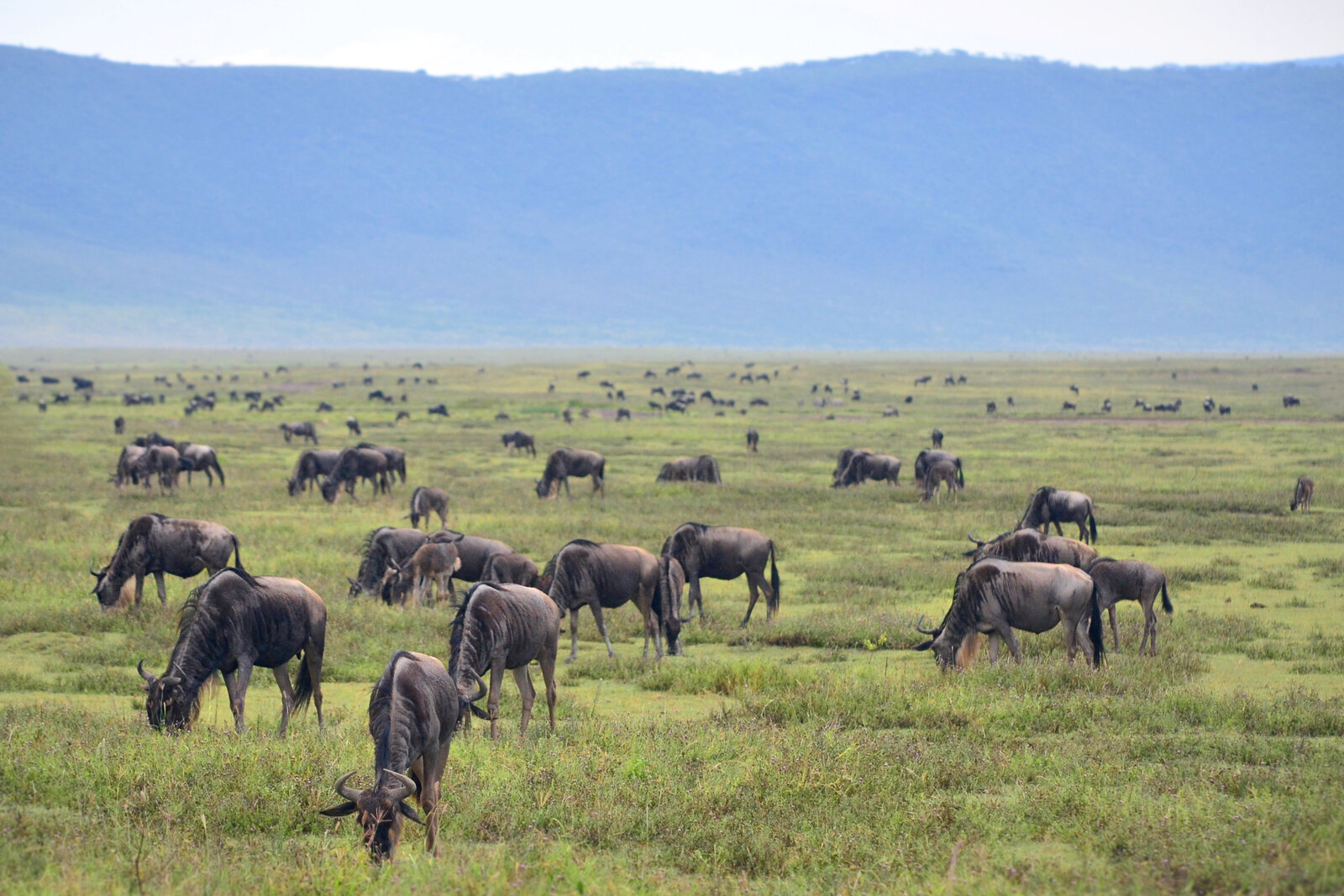 Green southern Serengeti plains in the calving season
