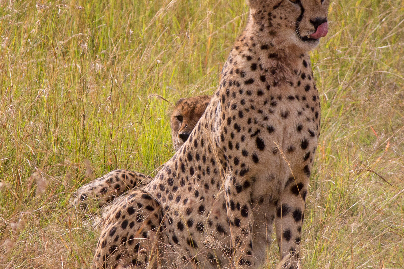 A cheetah in pursuit across the open Ndutu plains