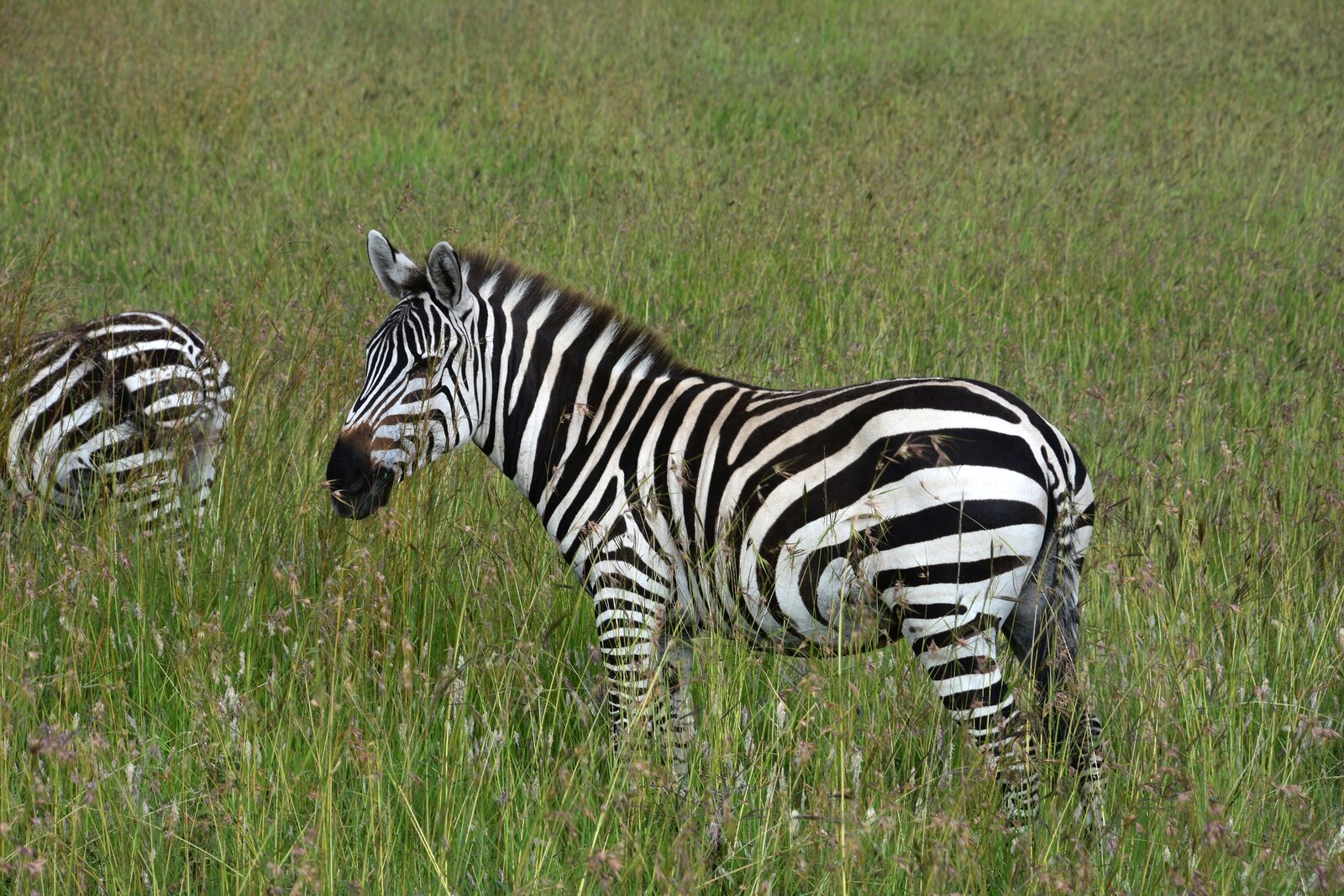 A zebra foal beside the herd during the calving season