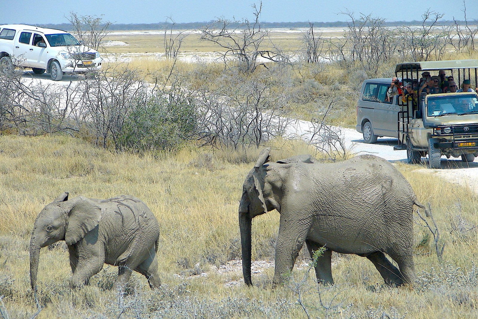 Dawn game drive heading to the Mara River crossings at Kogatende